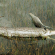 Illustration for article titled Whats Eating Florida? These Six Voracious Species